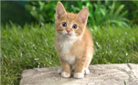 猫摔了一下腿瘸了自己能痊愈吗