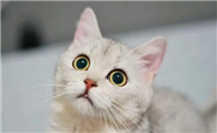 怎么知道猫是不是流产了