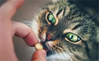 多久给猫咪驱虫一次比较好