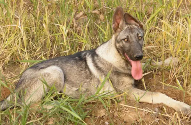 狼青犬智商在犬类中排行第几 狼青犬智商在犬类中排行第几