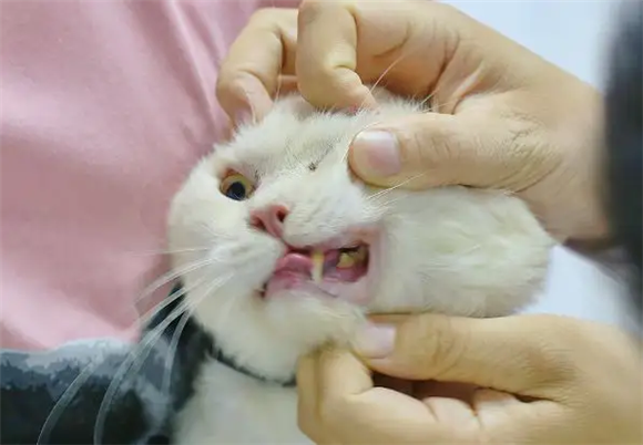 病猫,网上买到病猫,买到病猫怎么投诉 病猫,网上买到病猫,买到病猫怎么投诉