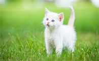 刚刚开始养猫就后悔了
