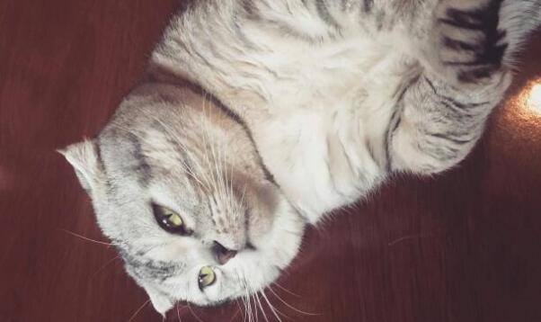 土猫有折耳猫吗