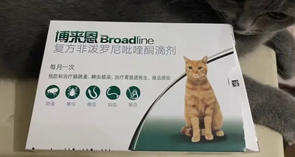博来恩和大宠爱什么区别 博来恩和大宠爱什么区别
