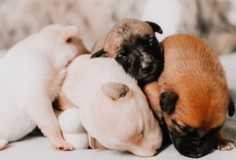 犬瘟细小测试板怎么用
