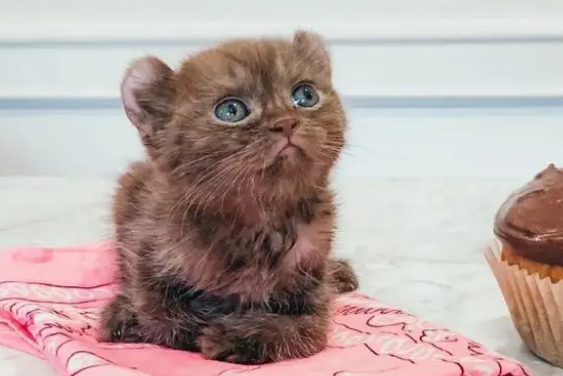 我家猫把苍蝇吃了怎么办
