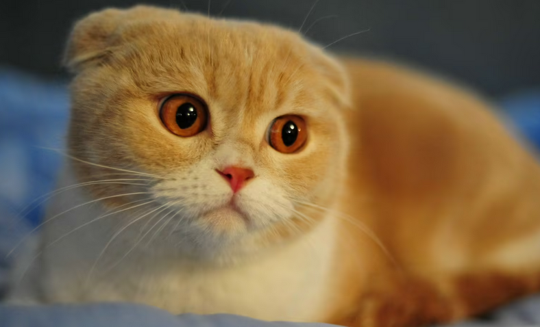 猫咪美毛应该吃什么食物 猫咪美毛应该吃什么食物