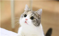 猫咪乳糖不耐受症状有哪些