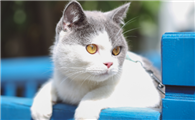 猫咪从三楼摔下来会摔死吗