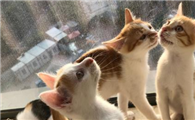 刚出生的小猫可不可以喝牛奶
