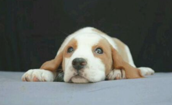比格犬怎么训练找野兔
