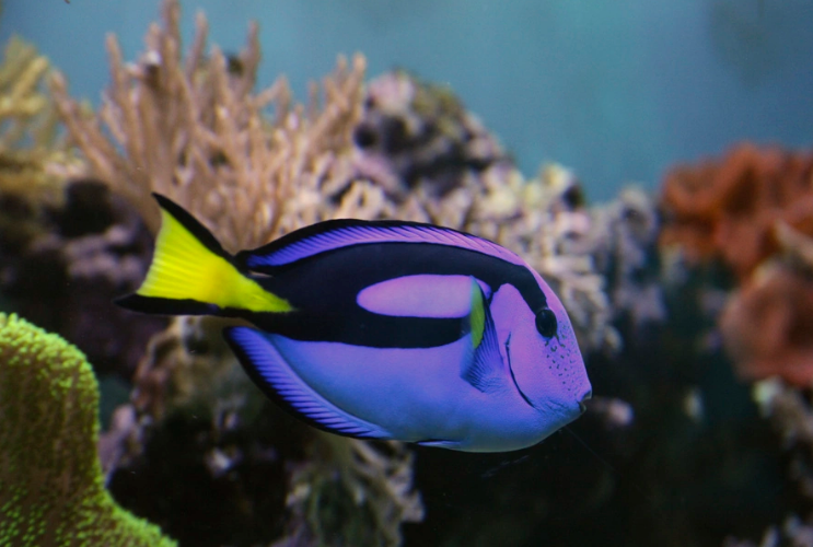 听说蓝吊的饲养方法对寿命有影响?别不信,是真的!