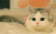 绝育的公猫还可以让母猫怀孕吗