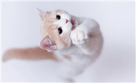 猫油尾巴怎么治