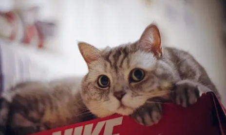 小猫总是流眼泪是怎么回事啊