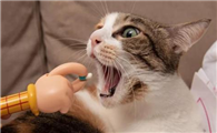猫咪不长肉怎么回事儿