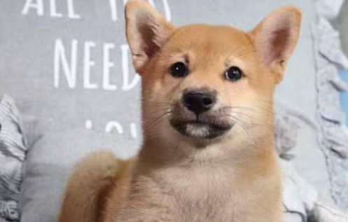 柴犬三个月耳朵怎么是垂下的