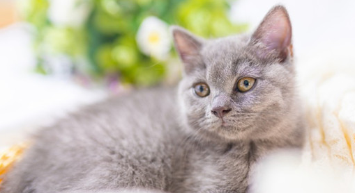 养猫之后自己身上老是痒是怎么回事呢