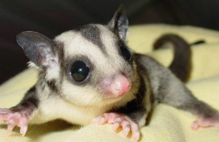 小蜜袋鼯怎么看多大了?这些技巧需要掌握!