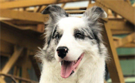 边境牧羊犬有棕色的吗