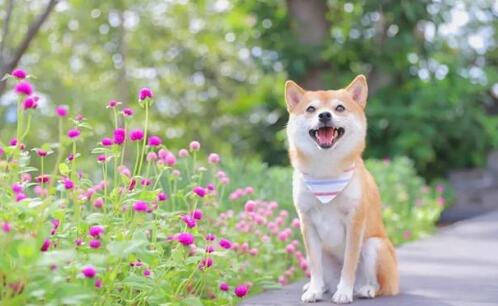 柴犬的尾巴卷了两圈是纯的吗