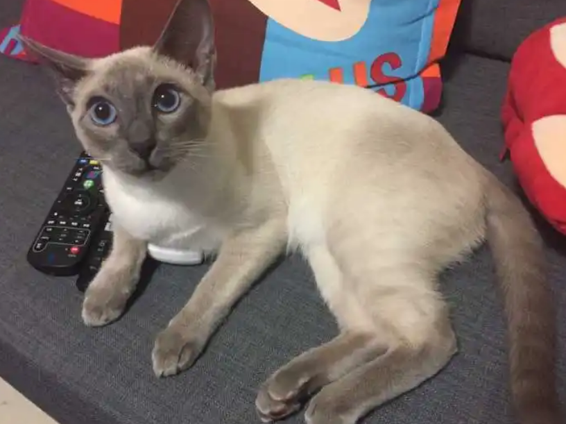 新手养暹罗猫好养吗 新手养暹罗猫好养吗