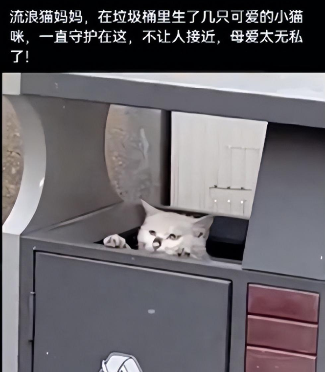1只流浪猫待在垃圾桶里，守着不让人靠近：里面有我的孩子们呀