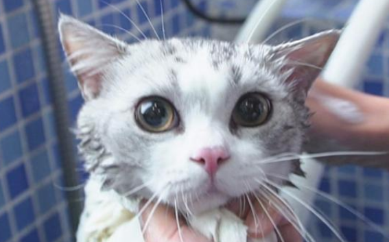猫多大可以洗澡多久洗一次 猫多大可以洗澡多久洗一次