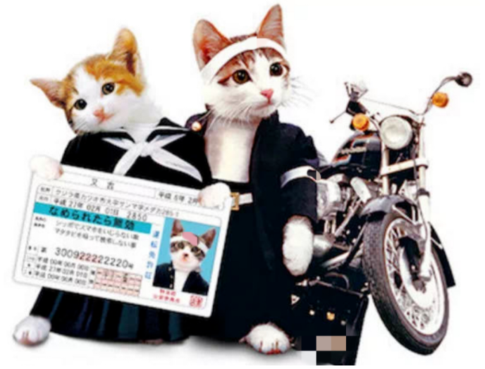 捡了4只小奶猫，却意外靠它们赚了几十亿…这是捡了财神爷啊
