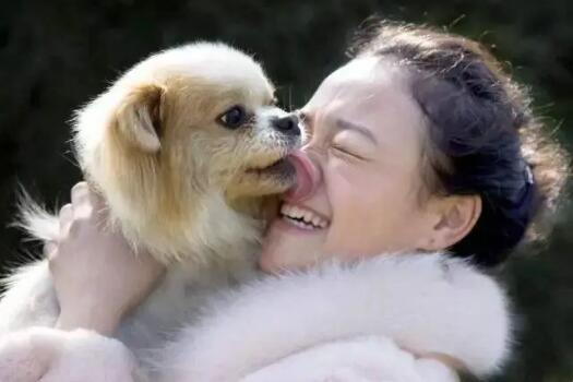 小狗舔人是怎么回事儿啊