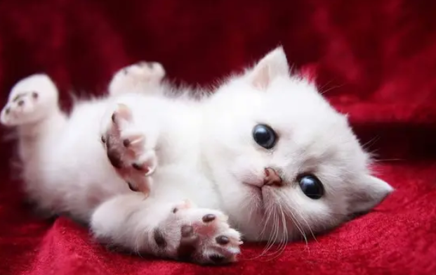刚出生小猫身上有跳蚤怎么办用什么药
