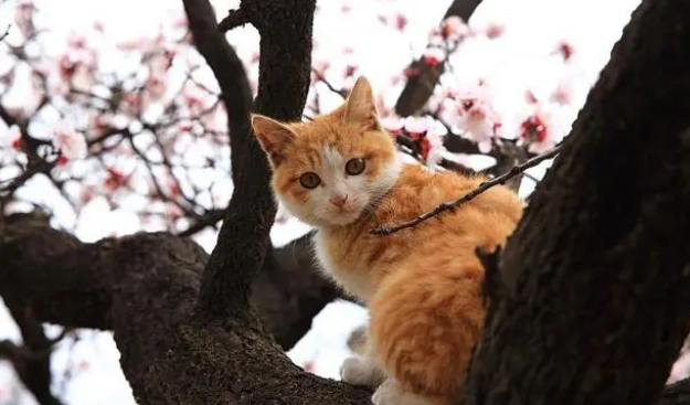 猫咪禁情粉对猫咪身体有害吗