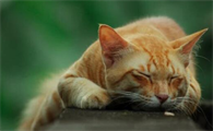 猫像噎着似的脖子一伸一伸的怎么办