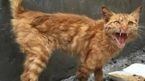 小猫跑进富人区被打断腿，死前爬回救助人身边，只为看她最后一眼