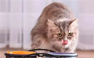 猫吃了食用油会怎么样