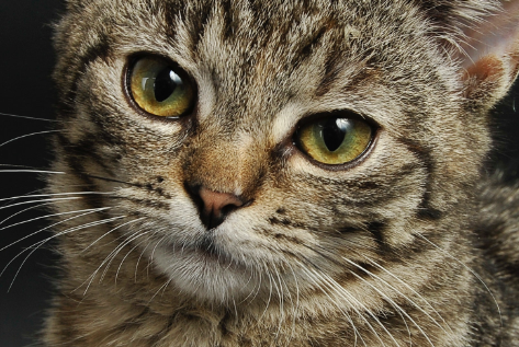 猫体外驱虫要不要戴脖圈 猫体外驱虫要不要戴脖圈