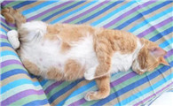 哺乳期猫咪吃什么补充营养