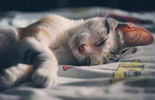 猫咪身体特别软站不起来怎么办 猫咪身体特别软站不起来怎么办