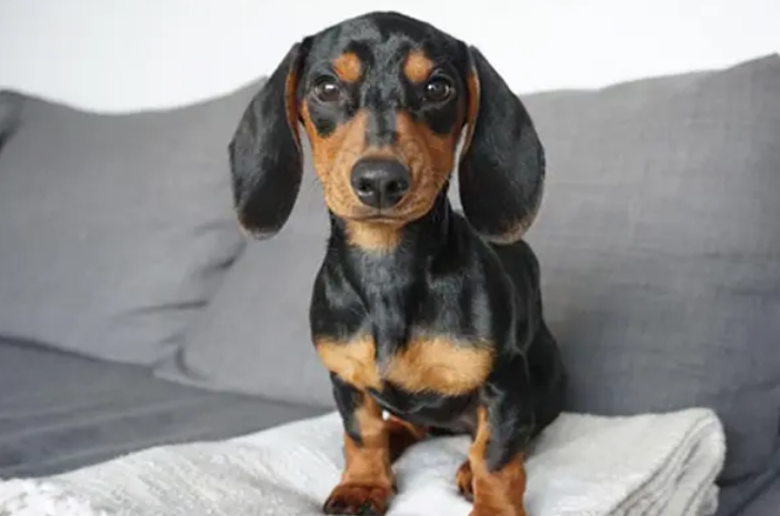 腊肠犬一般多少钱一只? 腊肠犬一般多少钱一只?