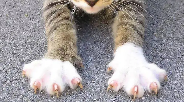 猫的爪子常见病有哪些