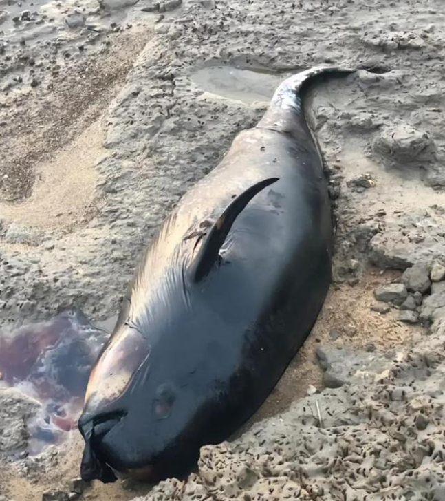驴友在鄱阳湖湖滩发现江豚尸体 背后真相实在让人惊愕 驴友在鄱阳湖湖滩发现江豚尸体 背后真相实在让人惊愕