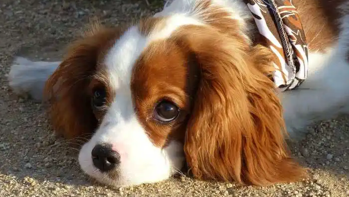 查理王小猎犬的遗传病 查理王小猎犬的遗传病