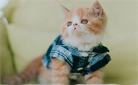 猫咪耳朵热但是鼻子是湿润的怎么回事