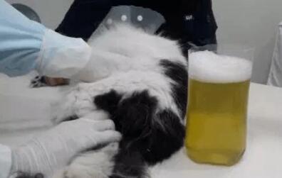 猫传腹晚期连续抽搐还能治吗 猫传腹晚期连续抽搐还能治吗