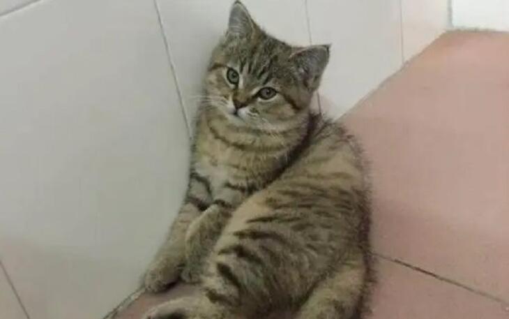 英短和美短串出来的猫