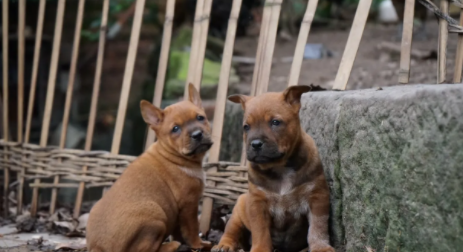下司和川东猎犬哪个凶