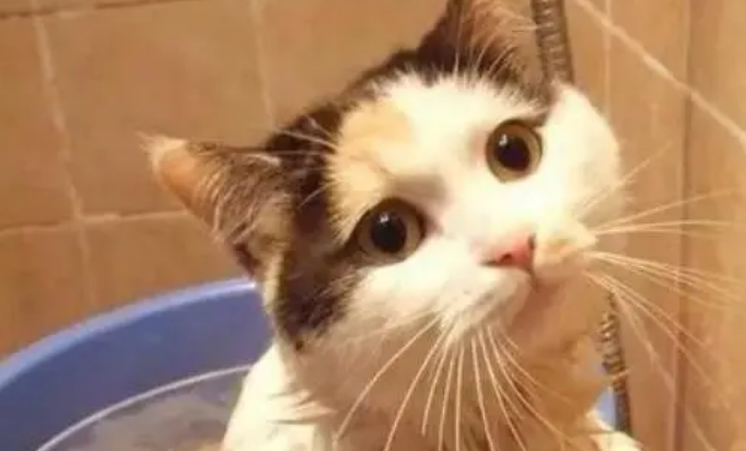 猫多长时间洗澡一次合适