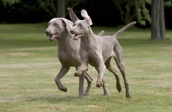 养一只魏玛犬每月成本多少