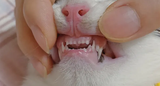 猫换牙的时间是从几个月开始?一文告诉你答案 猫换牙的时间是从几个月开始?一文告诉你答案