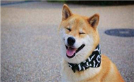 柴犬打喷嚏怎么回事